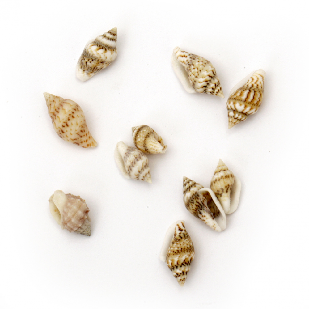 Sea Shells 7 ~ 12x3 ~ 7 mm, color White, brown -50 grams