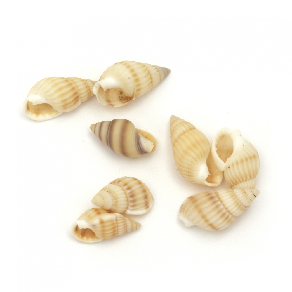 Scoici  de mare 10 ~ 14x5 ~ 7 mm culoare albă, Peru -50 grame