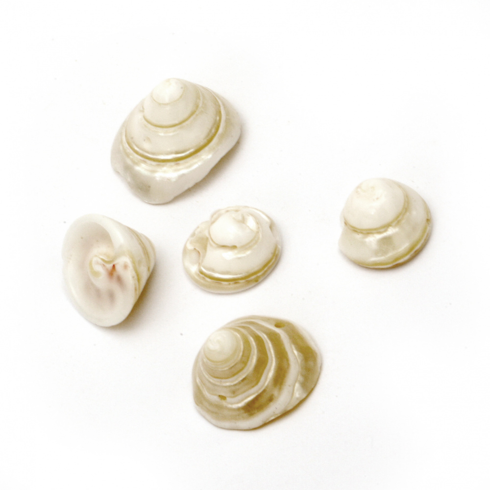 Sea Shells 12 ~ 19x11 ~ 16mm, Hole 1mm, color White 15 ~ 20 pieces ~ 50 grams