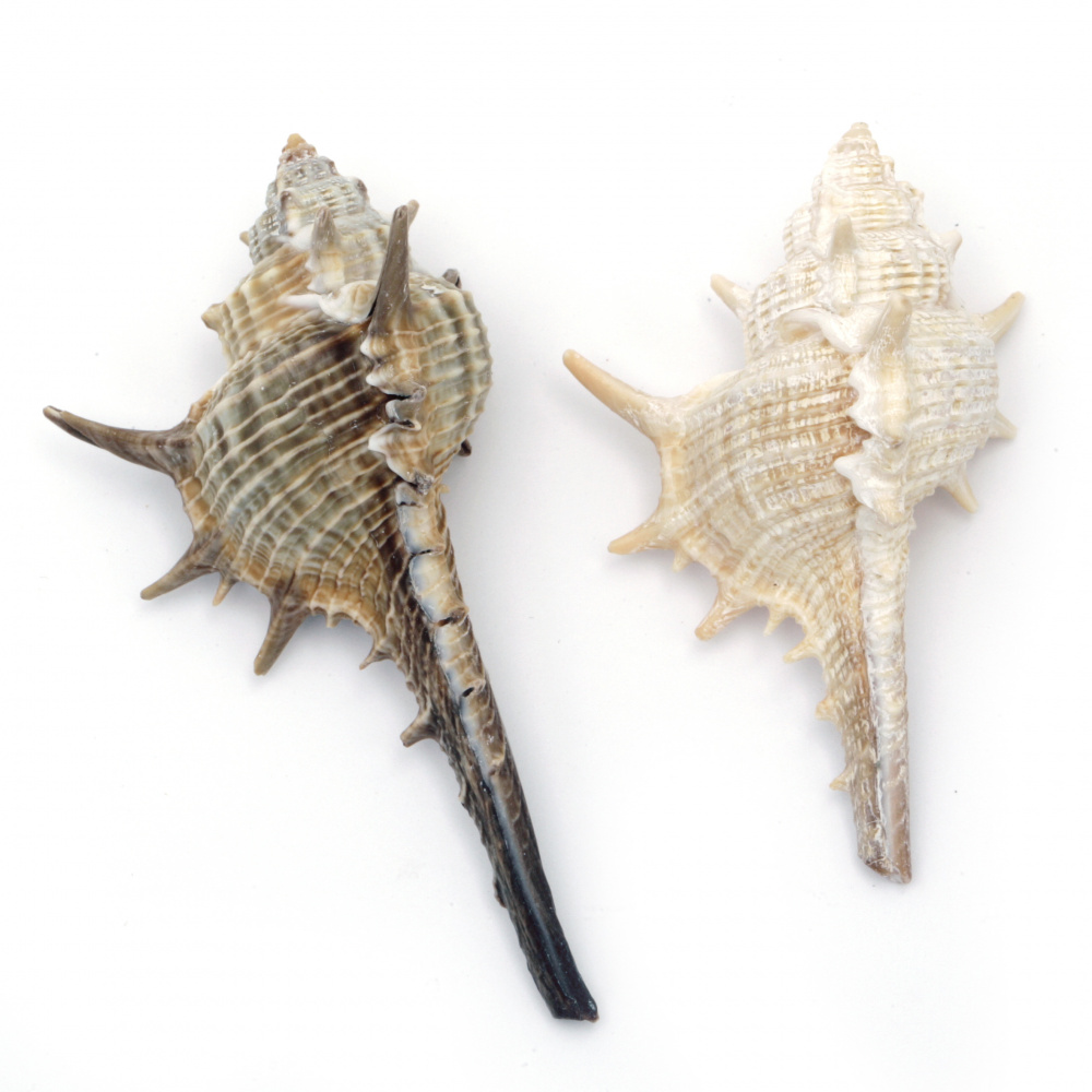 Sea Shells 40 ~ 68x12 ~ 39x15 ~ 30 mm 5 ~ 7 pieces ~ 50 grams