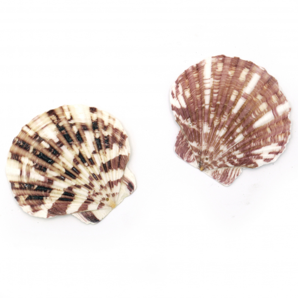 Sea Shells 45~62x48~ 66x4~8 mm, Hole 1.5 mm 6~8 pieces ~50 grams