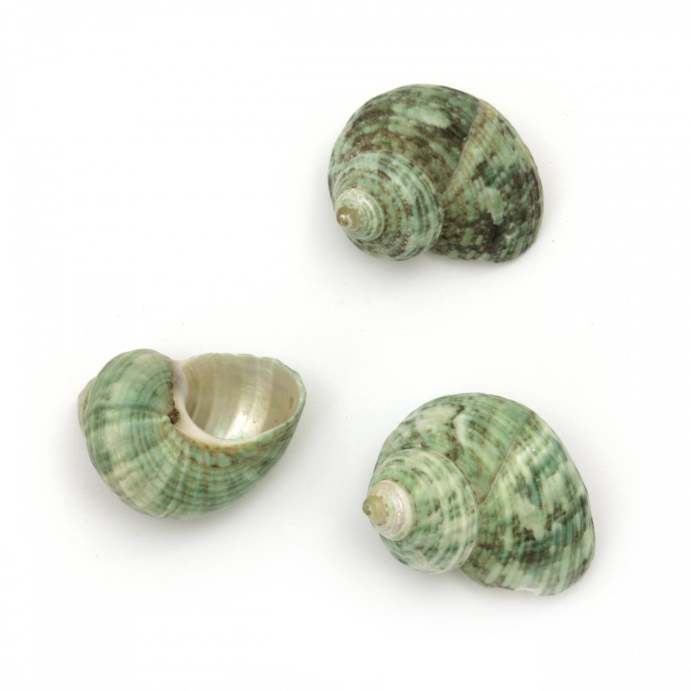 Sea Shells 25~40x25~ 36x16~22 mm, color Green, Hole 1mm ~50 g