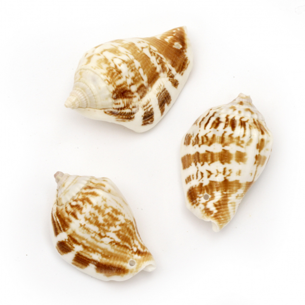 Sea Shells 43 ~ 47x27 ~ 30x20 ~ 22 mm Hole 1.5mm 5 ~ 6 pieces ~ 50 grams