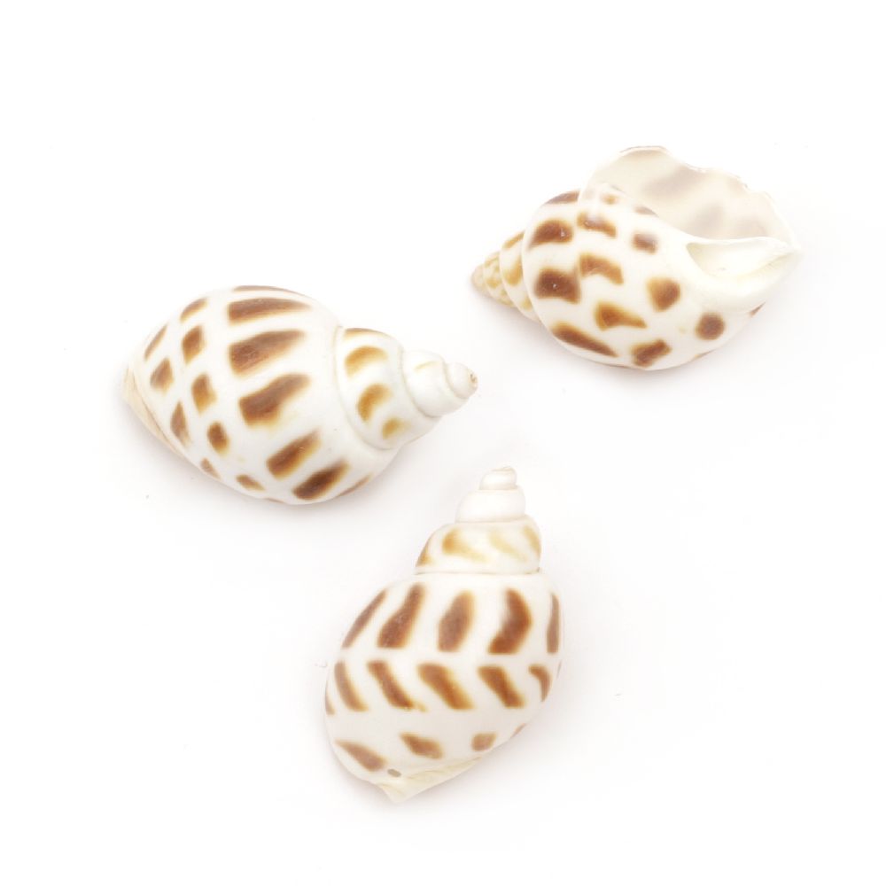 Seashells Beads for CRAFT Jewelry and Decoration, 28 ~ 38x18 ~ 24x16 ~ 21 mm, Hole: 1 mm ~ 24 pieces - 50 grams