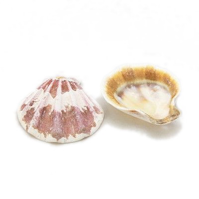 Sea Shells 39 ~ 45x37 ~ 42x6 ~ 7 mm, Hole 2 mm 9 ~ 12 pieces ~ 50 grams