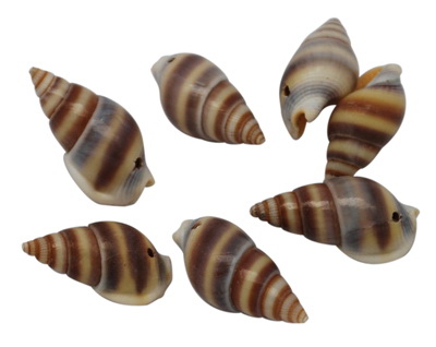 Natural Seashells for Jewelry and Decoration, 12 ~ 17x8 ~ 9x7 ~ 9 mm, Hole: 2 mm - 20 grams