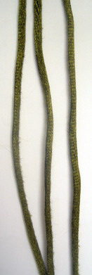 Κορδόνι ποντικοουρά 2 mm πράσινο σκούρο -10 μέτρα