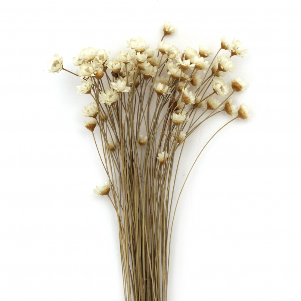 Букет сухи цветя Glixia за декорация цвят бял ~53 броя