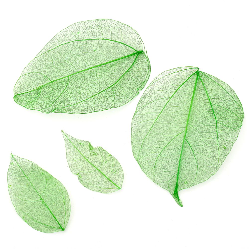 Skeletal leaves 60x20 ± 90x45 mm for decoration color green -20 pieces