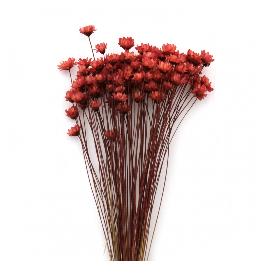 Букет сухи цветя Glixia за декорация цвят оранжев ~53 броя