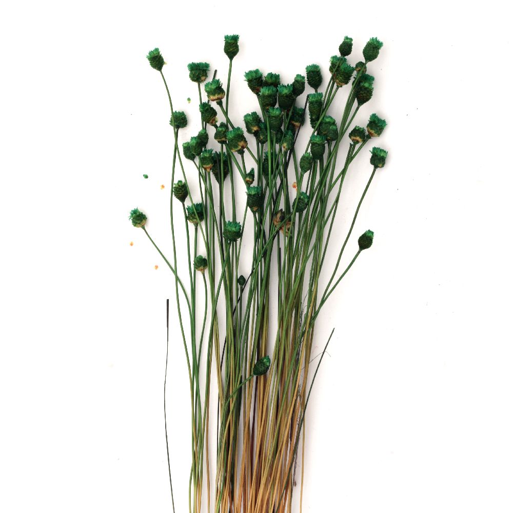Bouquet of dried flowers for decoration color green ~ 53 pieces