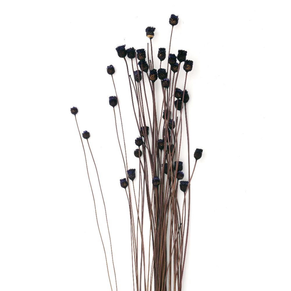 Αποξηραμένα λουλούδια Glixia σκούρο μωβ ~ 63 τεμάχια