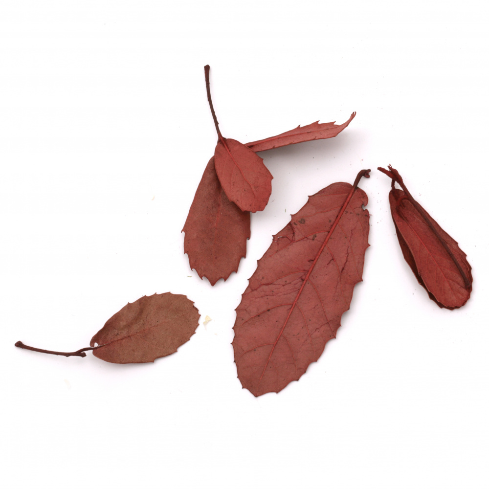 Natural dry leaves for decoration color red -10 grams