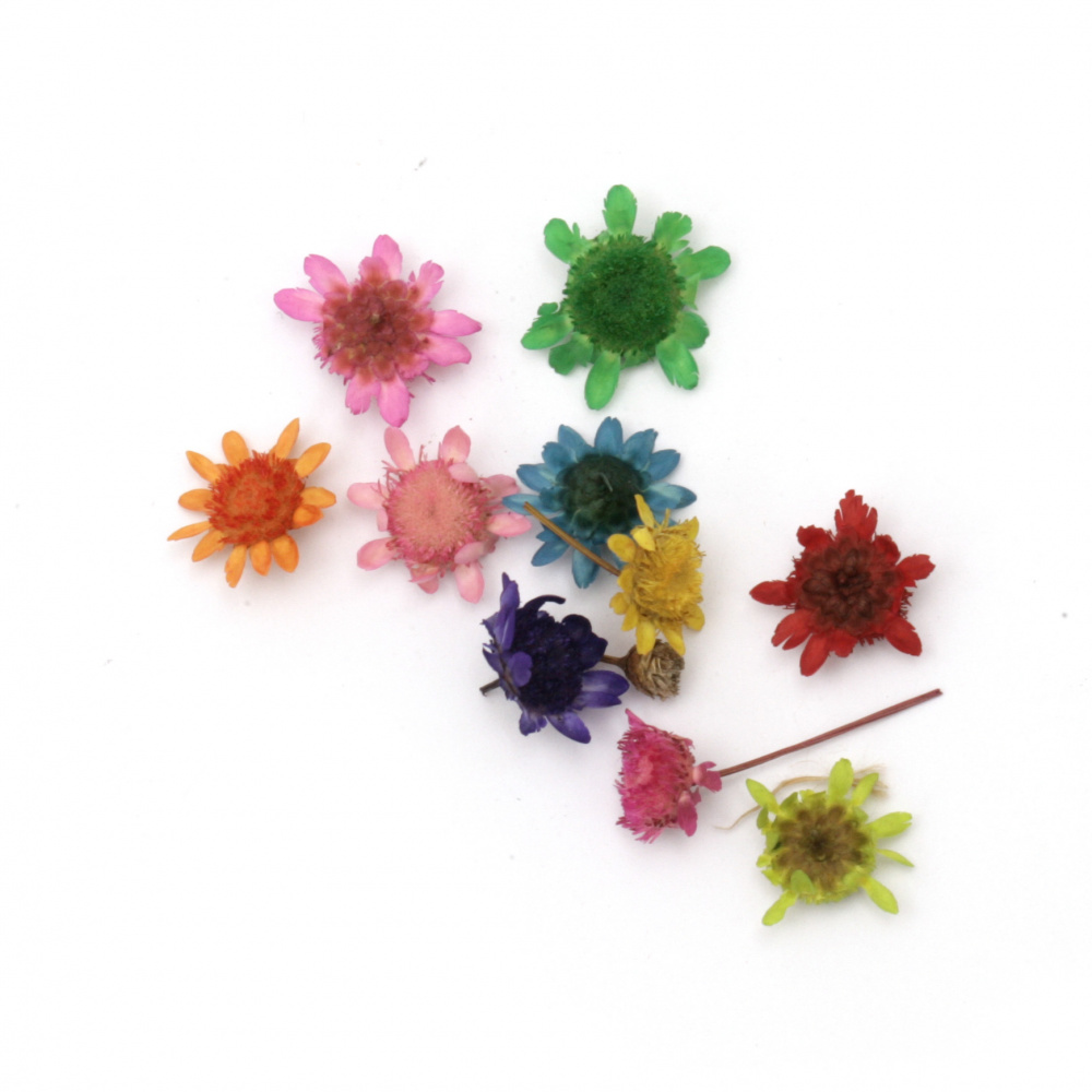 Natural flowers dried 2 ~10 mm color mix - 10 pieces