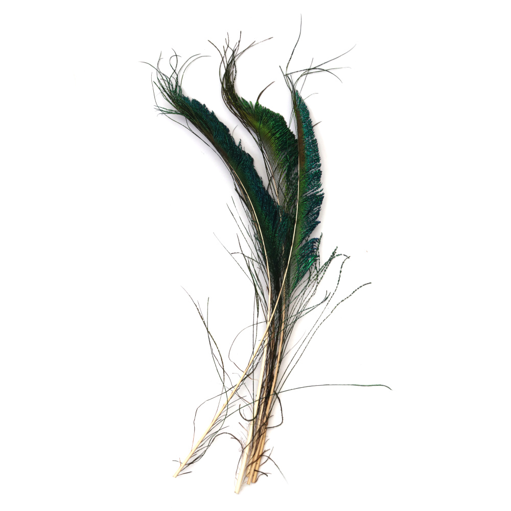 Luxurious Peacock Feathers 350~400 mm – Set of 5 for Elegant Decorations, Artistic Creations & Event Styling