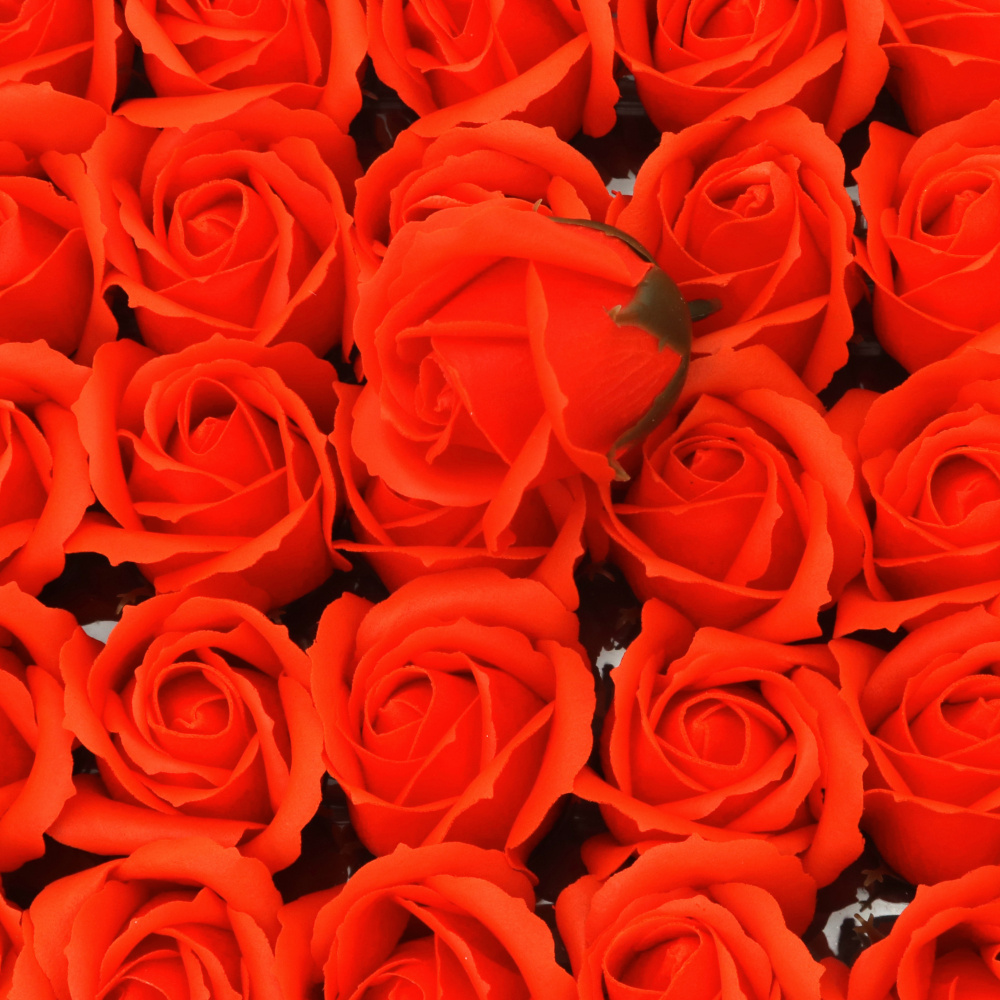 Soap-Scented Rose, Orange Color, 50 mm