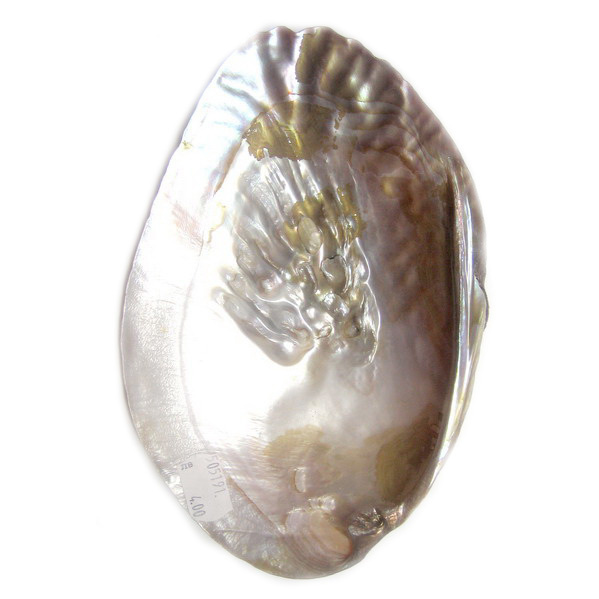 Mussel mother of pearl 100x150 mm
