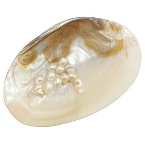 Mussel mother of pearl 10 ~ 15x15 ~ 25 mm with cream pearls