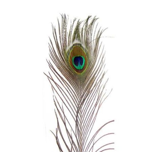 Peacock feather for decoration 90-100 cm