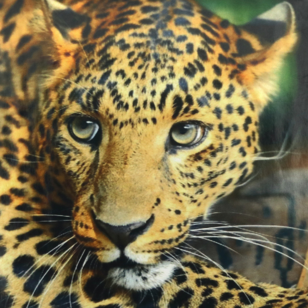 Diamond Painting 30x30 cm with Frame / Round Diamonds, Full Drill - Leopard, ME21362