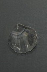 Pendant crystal seashell shaped 29x29x9 mm hole 1.5 mm