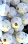 Opaque Acrylic Round Beads, White with Silver-lined Stars, 8 mm, Hole: 2 mm, 20 grams, 75 pieces