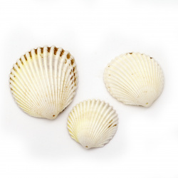 Sea Shells 15~60x32~ 55x12~20 mm, Hole 1.5 mm, color White 6~8 pieces ~ 50 grams