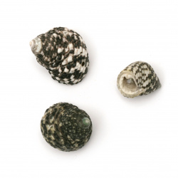 Stoc epuizat. Primeste notificare pe email cand produsul revine in stoc Melci de mare 14 ~ 28x12 ~ 22x9 ~ 20mm gaură 1,5mm ~ 50g