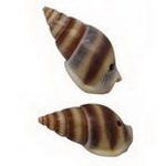 Not Available Online. You can also buy at EM ART stores and at +359 884 000 893 Natural Seashells for Jewelry and Decoration, 12 ~ 17x8 ~ 9x7 ~ 9 mm, Hole: 2 mm - 20 grams