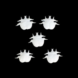 Σκαθάρια, υφασμάτινα διακοσμητικά 20 mm λευκό -50 τεμάχια
