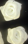 Rose flower head, cloth element for decoration of wedding invitations, cards, DIY wreath, scrapbook craft 18 mm white - 50 pieces