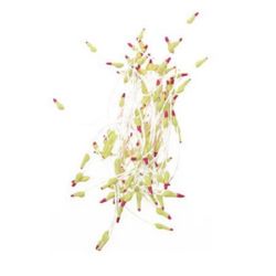 Stamens double-sided for Decoration 2x7x60 mm two-color yellow and deep pink light ~144 pieces