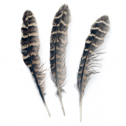 Feather for decoration 120~170 mm brown overflow - 10 pieces