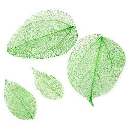 Skeletal leaves 60x20 ± 90x45 mm for decoration color green -20 pieces