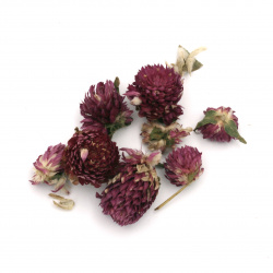 Dry flowers for decoration color purple -20 grams