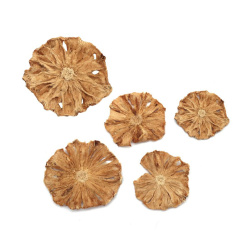 Dried Slices 25-55 mm, Natural - 5 pieces