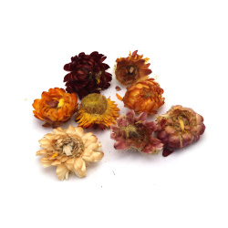 Natural Dried Helichrysum Flowers for Decoration, 15-35 mm - 15 Grams