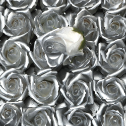 Soap-Scented Rose, White and Silver Mélange Color, 50 mm