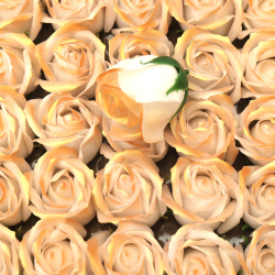 Soap-Scented Rose, White and Gold Melange Color, 50 mm