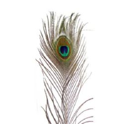 Peacock Feathers, 90-100 cm