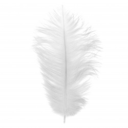 Ostrich feather for decoration 300~350 mm white