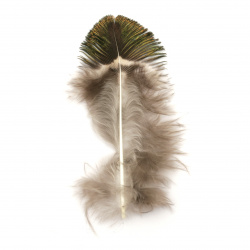 Peacock feather for decoration 40~80 mm - 5 pieces