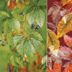 Napkin for Decoupage Decoration, 3-ply, 33x33 cm, 1 piece