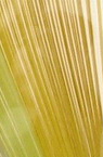 Quilling Strips (130 g Paper) 2 mm / 35 cm - 4 Colors Yellow Palette - 100 Pieces