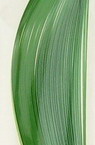 Benzi quilling (hartie 90 g) 6 mm / 30 cm -2 culori verde gama - 100 buc