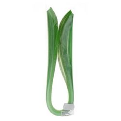 Benzi Quilling (hartie de 90 g) 6 mm / 50 cm -2 culori verde - 100 buc