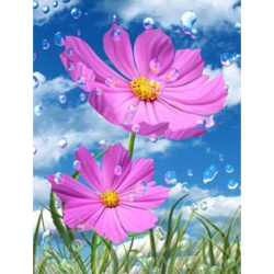 Paint by Number Kit / 30x40 cm - Garden Cosmos, BFB0379